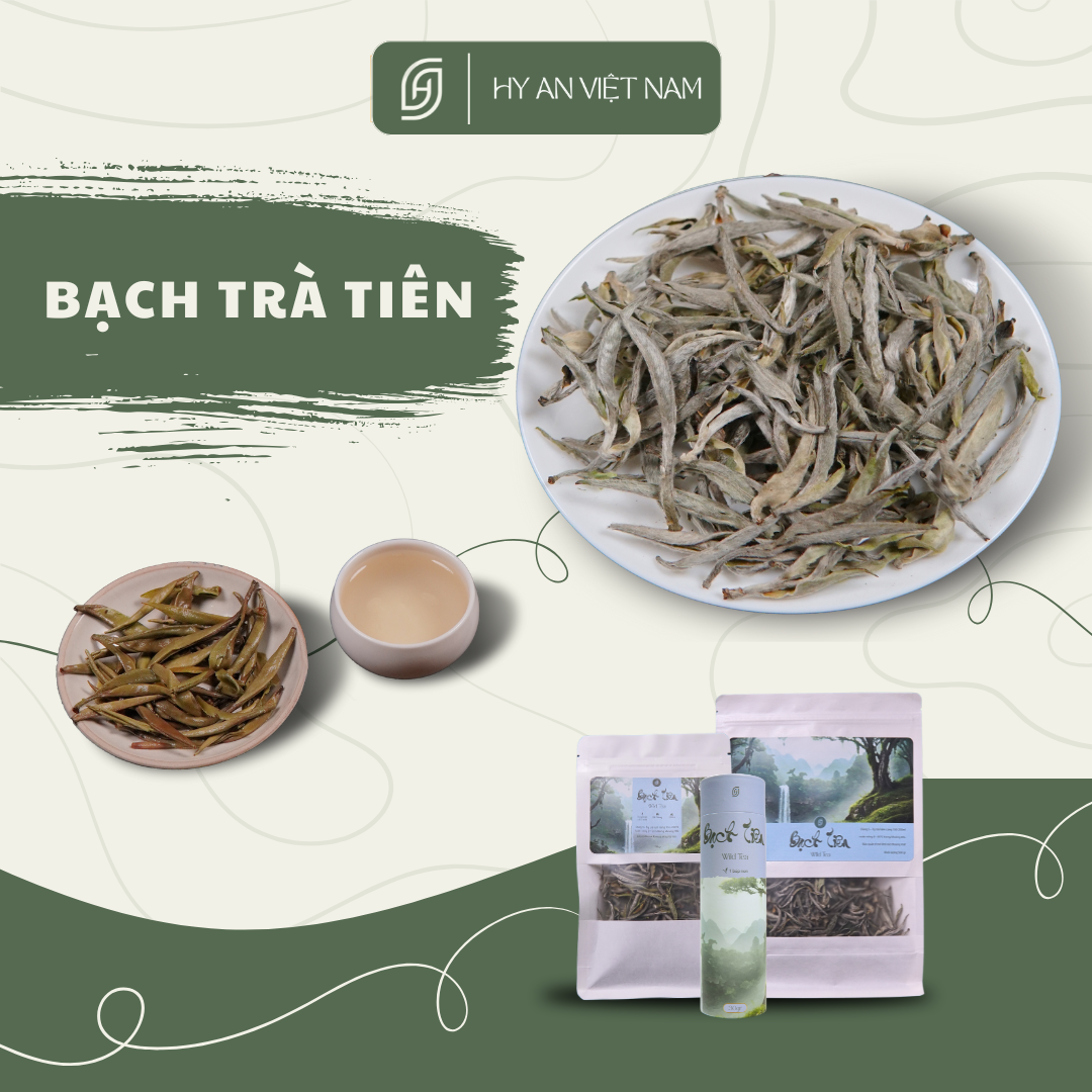 Bạch Trà Tiên