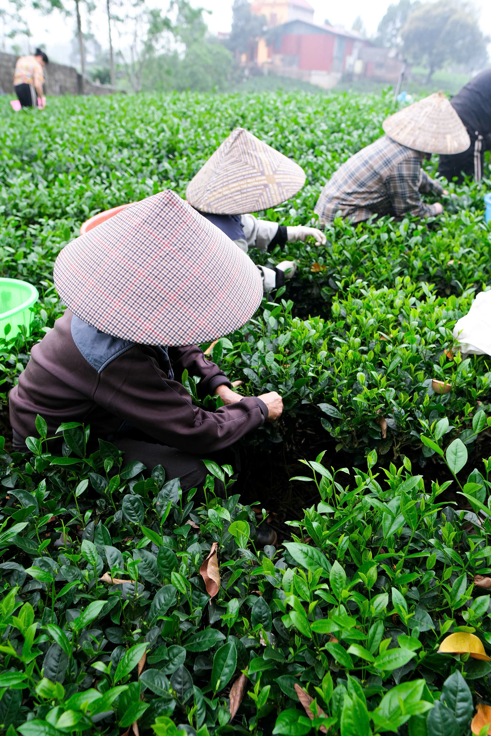 Vùng trà Việt Nam