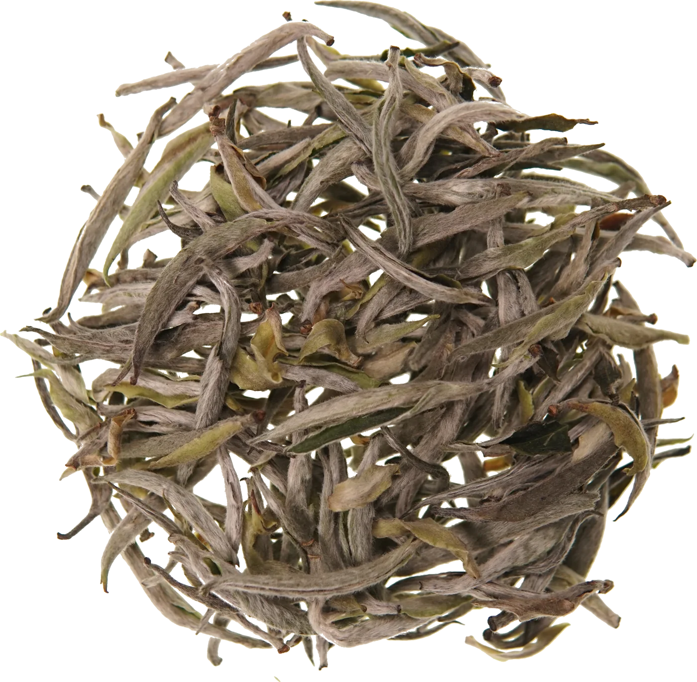 Bạch Trà Tiên